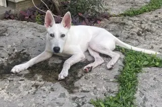 Mel