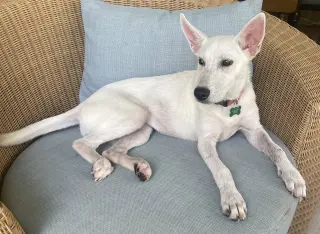 Mel