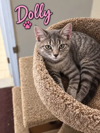 Dolly, Willow Grove Area, (FCID 08/18/2026-112)