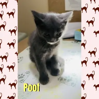 Poof