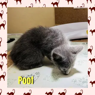 Poof