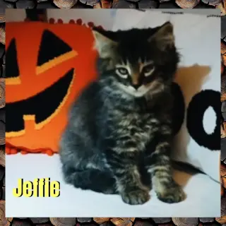Jeffie