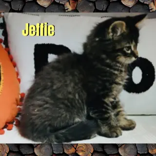 Jeffie