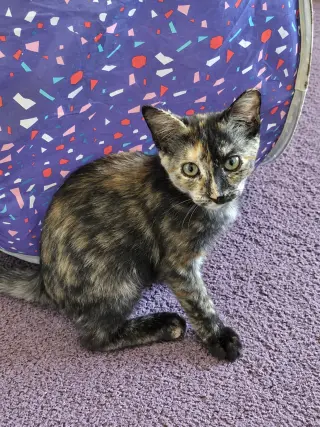 Reba, Willow Grove Area, (FCID 08/18/2026-111)