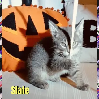 Slate