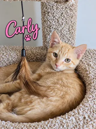 Carly, Willow Grove Area, (FCID 08/18/26-110)