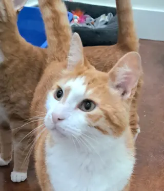 Jordan