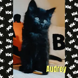 Audrey