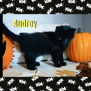 Audrey