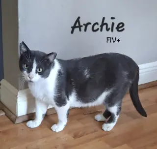 Archie #loves-laps