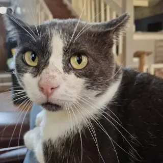 Archie #loves-laps