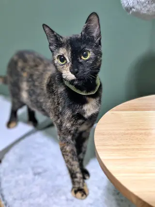 GALADRIEL - Natural Pest Control -Outside/Barn Cat