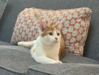 Ginger
