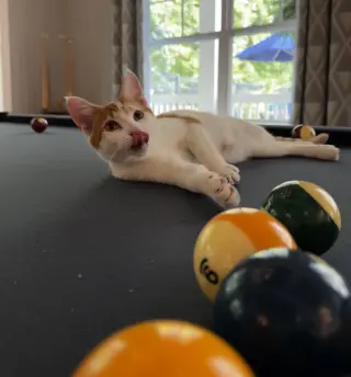 Ginger