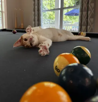 Ginger