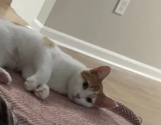 Ginger
