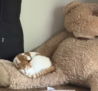 Ginger