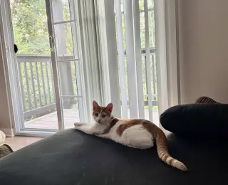Ginger