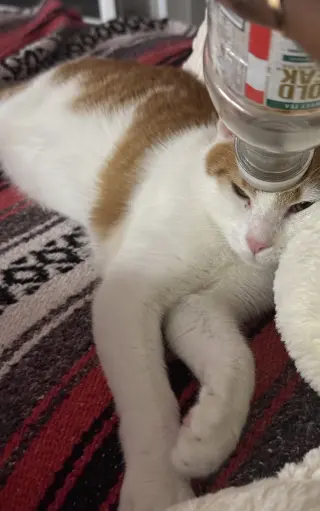Ginger