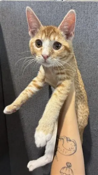 ROO
