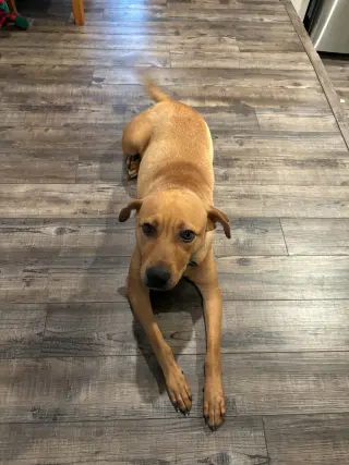 Shiloh