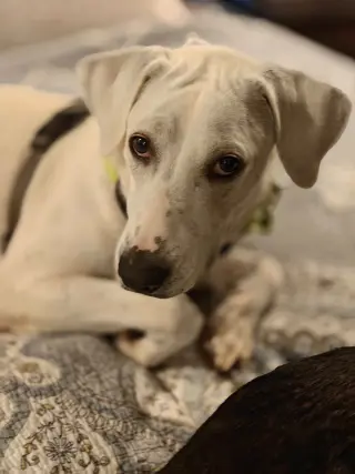 Bonita (Mama of P Litter)