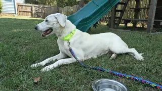 Bonita (Mama of P Litter)