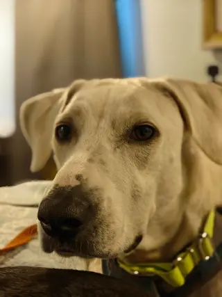 Bonita (Mama of P Litter)