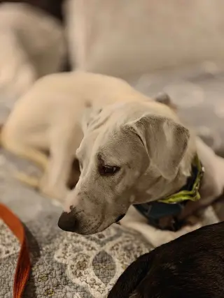 Bonita (Mama of P Litter)