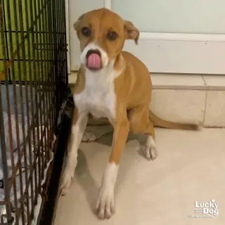 Bambino