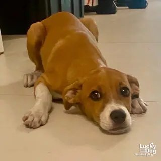 Bambino