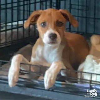 Bambino