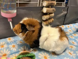 Baguette