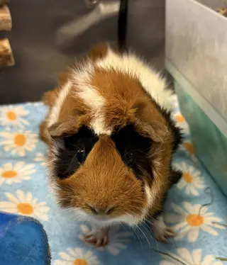 Baguette