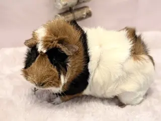 Baguette
