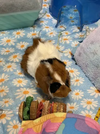 Baguette