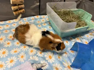 Baguette