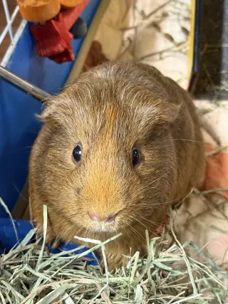 Bagel