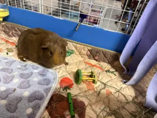 Bagel