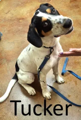 Tucker