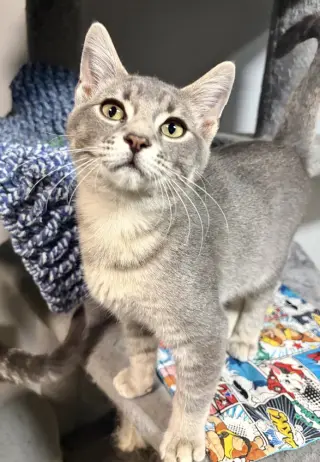 Atlas