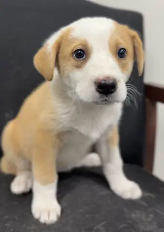 Firework