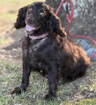 Bailee