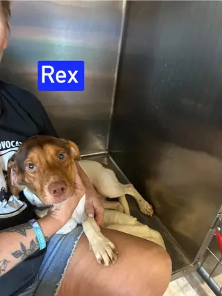 SF Rex