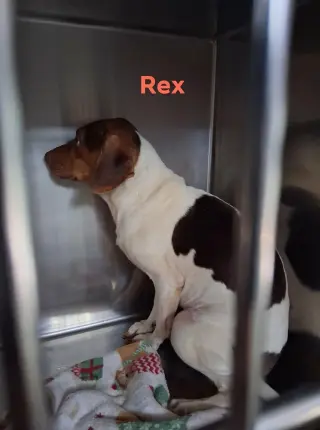 SF Rex