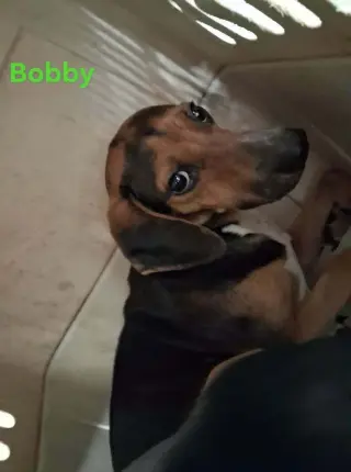 SF Bobby
