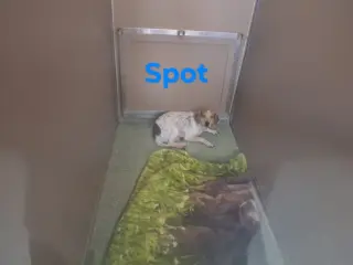 SF Spot