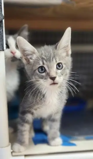 Kitten 28075 (Baby Bubba)