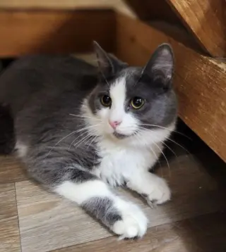 Kitten 28049 (Annie)