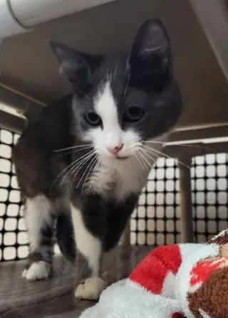 Kitten 28049 (Annie)